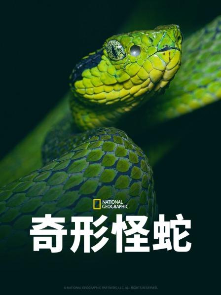 暗网TV《奇形怪蛇》免费在线观看